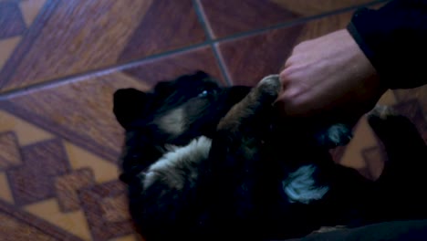 playing with little puppy. puppy biting finger.mp4