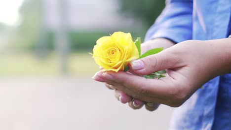 the girl in the palms holds a yellow rose
