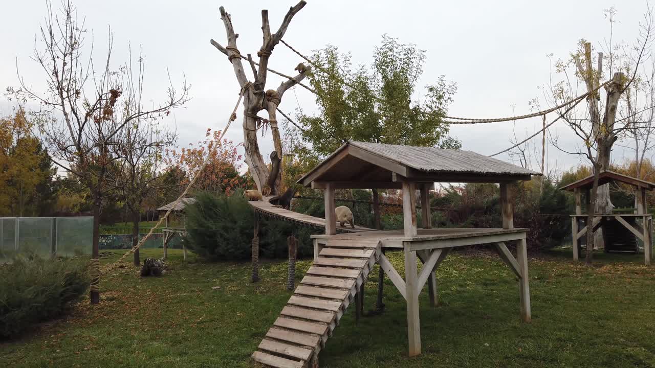 coati de cola anillada caminando en el zoológico