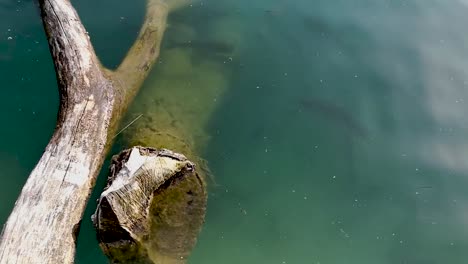 fish swimming near a fallen old tree in a lake