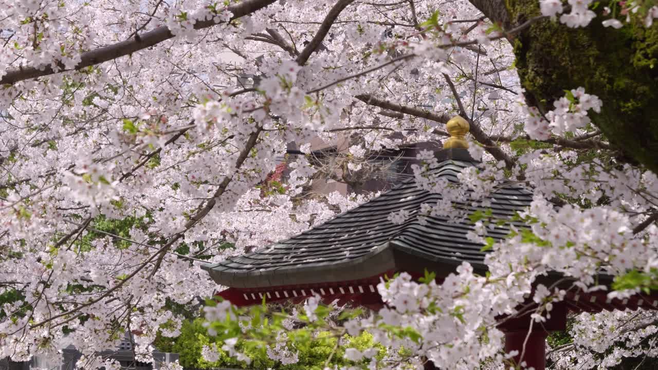 Stunning cinematic slider over Sakura trees in full bloom at Japanese temple