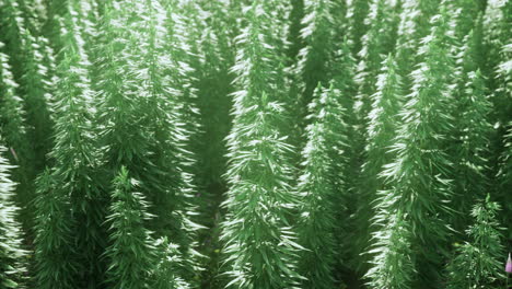 green hemp plants grow densely in a lush farm during sunny daylight hours