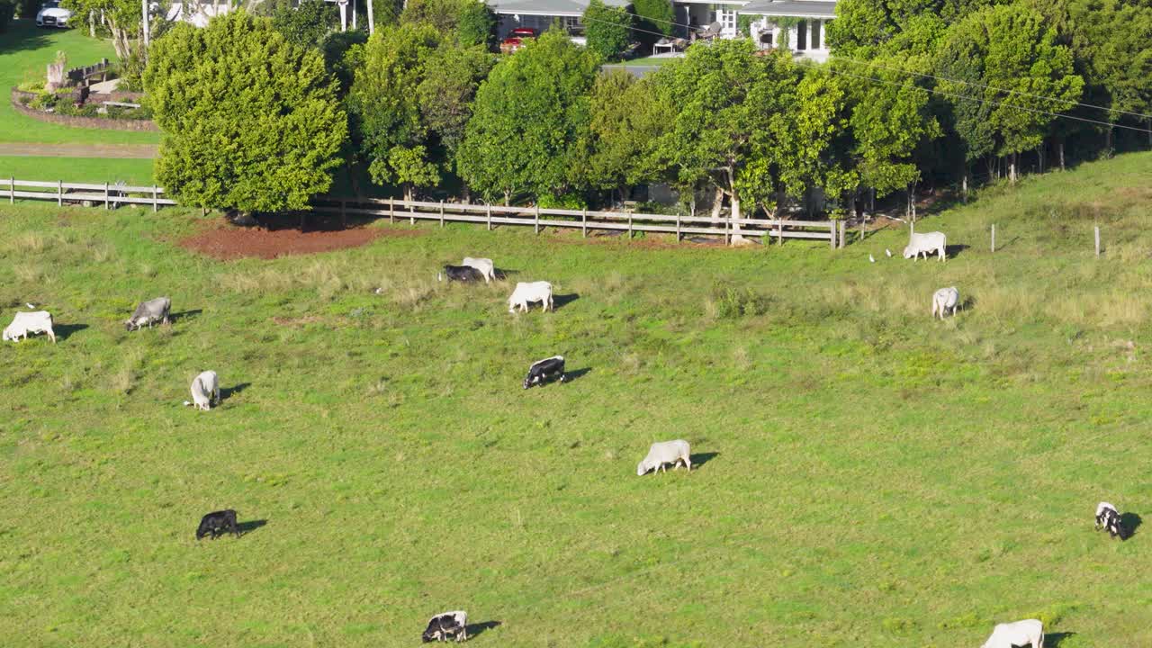 Drone footage captures cattle grazing on a lush, green farm under bright daylight, showcasing a serene rural landscape