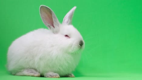 fluffy white bunny looks at the camera on a background of chromakey. beautiful rabbit in the studio on a green background