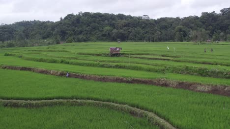 small local hut in the green lush rice fields at sumba island, aerial