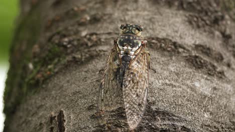 Robuste-Zikade,-Die-Laut-Auf-Einem-Ast-Singt-Und-In-Südkorea-Davonfliegt---Makro-Nahaufnahme