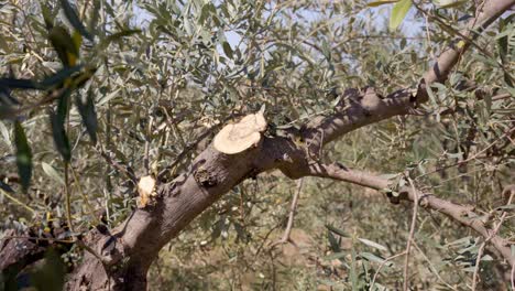 Rama-De-Olivo-Después-De-La-Poda-De-Primavera,-Acercar