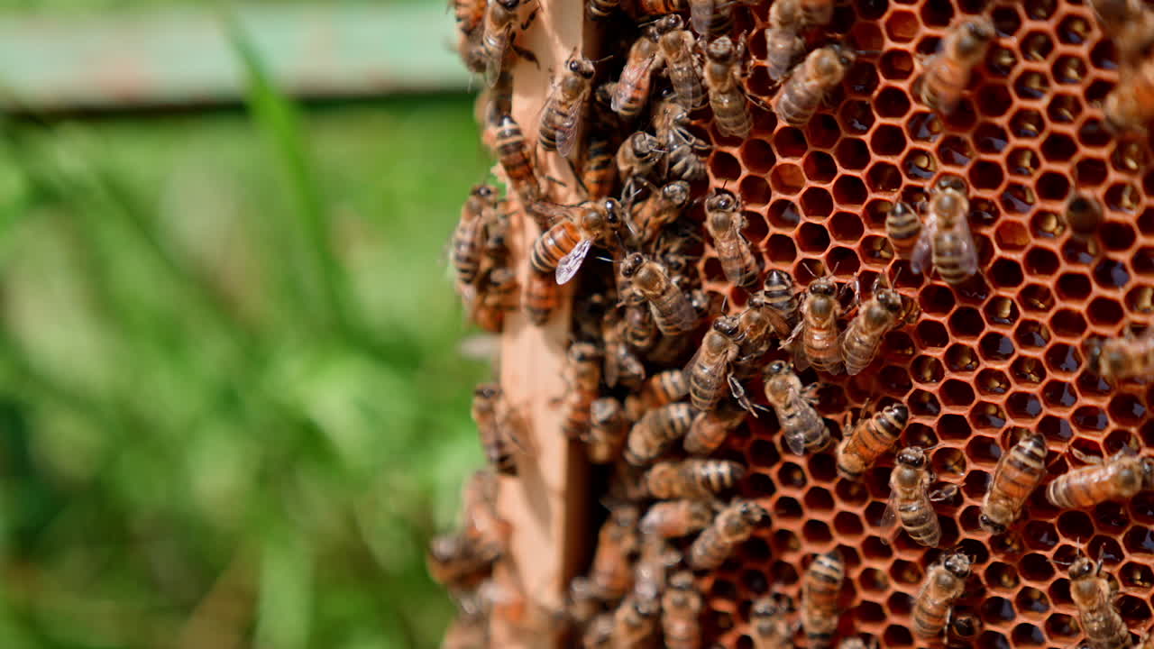 Bees crawling on frame. Organic honey in honeycomb. Honey bees making honey on honey cells. Honey insects on honeycomb. Close-up.