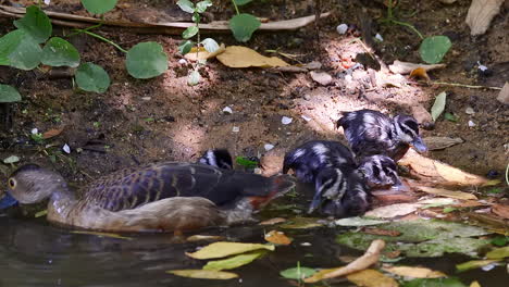 familia de pato silbador menor en el estanque