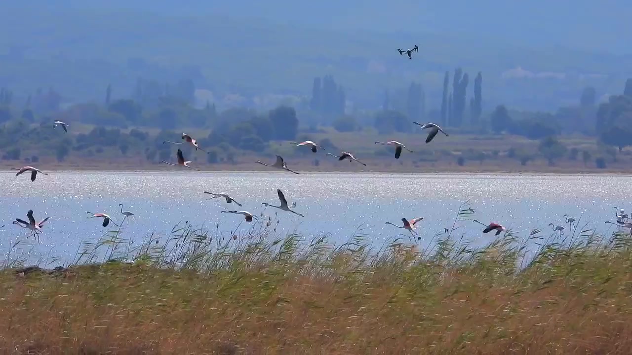 湖で飛び立つフラミンゴの群れの上空を飛ぶドローン