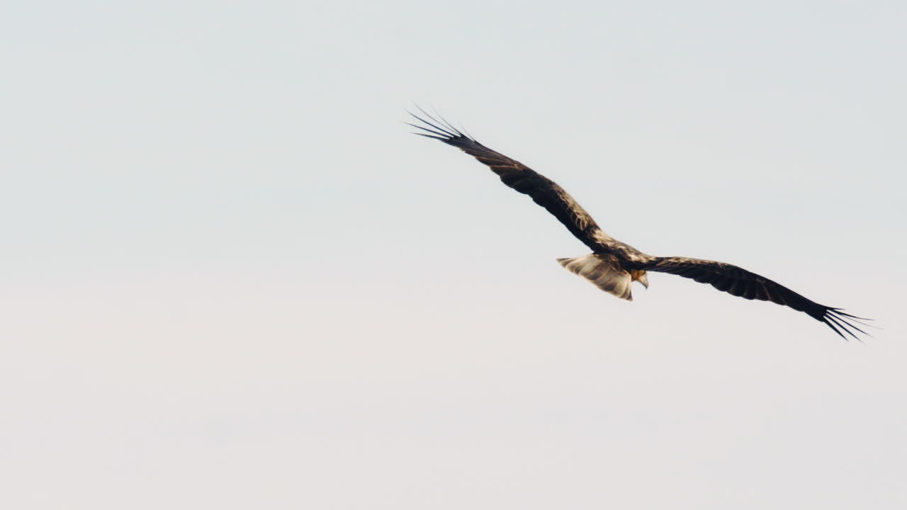 Wide overview of seabird cruising through isolated sky with soft motion