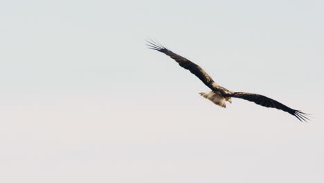 wide overview of seabird cruising through isolated sky with soft motion