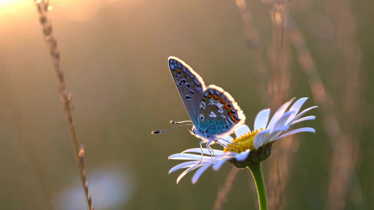 Delicata farfalla blu posata su una margherita bianca durante l'ora d'oro