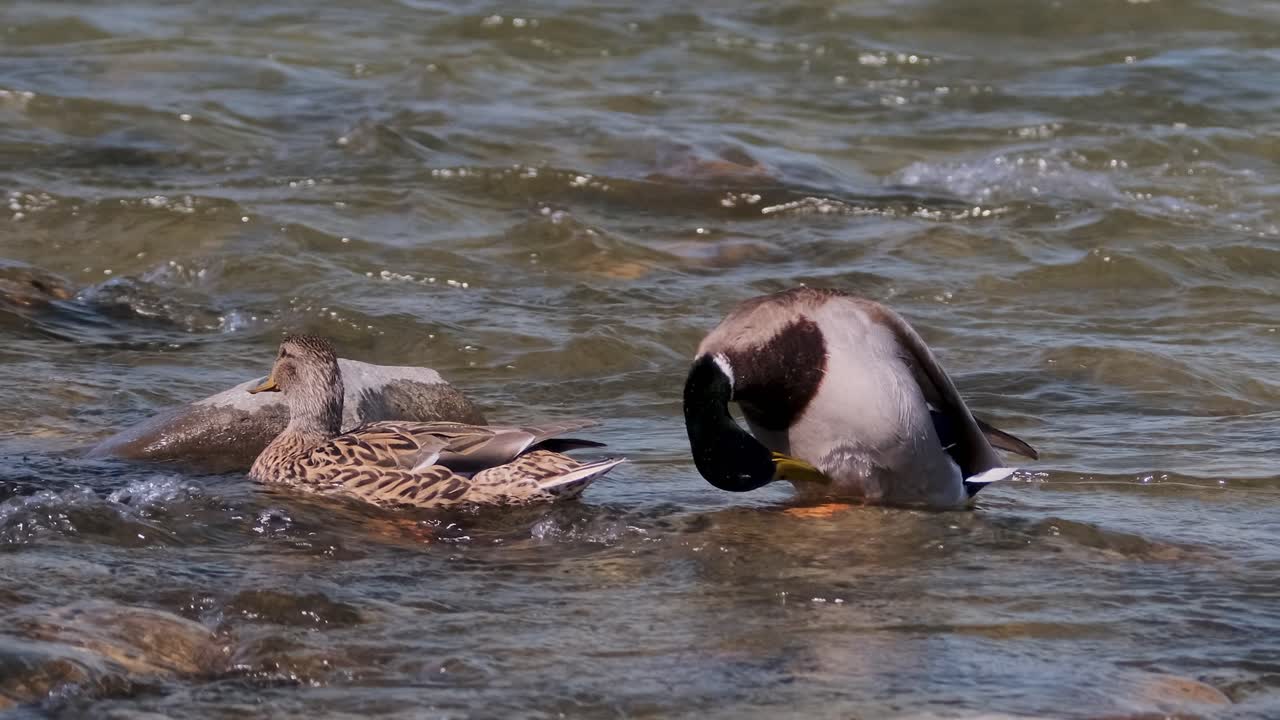 un pato mallardo macho y una hembra se deslizan con gracia sobre las aguas onduladas de un río