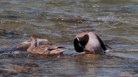 Eine-Männliche-Und-Eine-Weibliche-Stockente-Gleiten-Anmutig-über-Das-Plätschernde-Wasser-Eines-Flusses