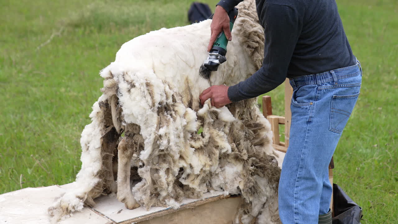 Sheering wool off sheep. Sheep shearing with electric clippers