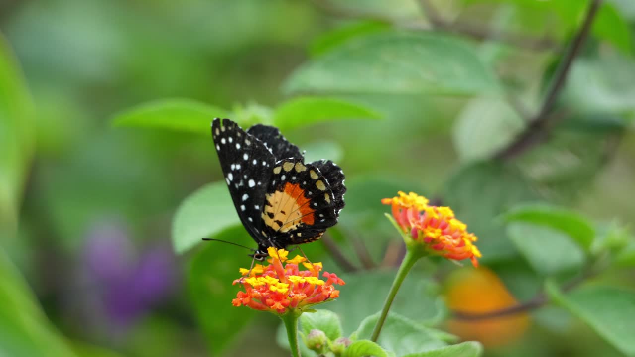 naranja y punto negro mariposa tropical batiendo sus alas en cámara lenta