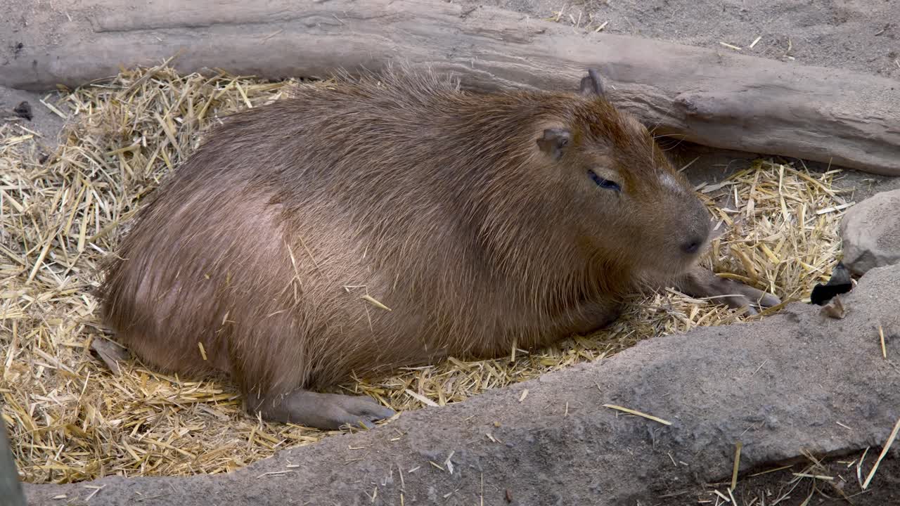 Capybara Relaxing in Hay Nest