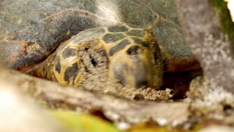 tortuga carey entre arbustos poniendo huevos en el nido que acaba de construir