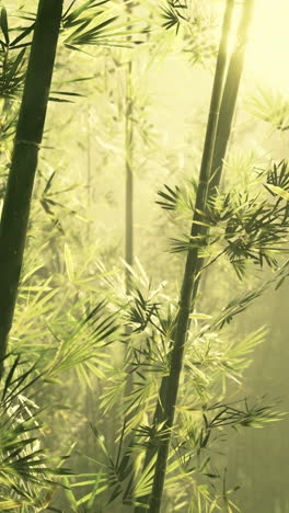 sunlit bamboo forest