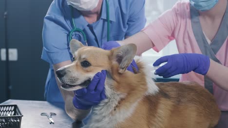 veterinarian team giving the vaccine to the corgi dog