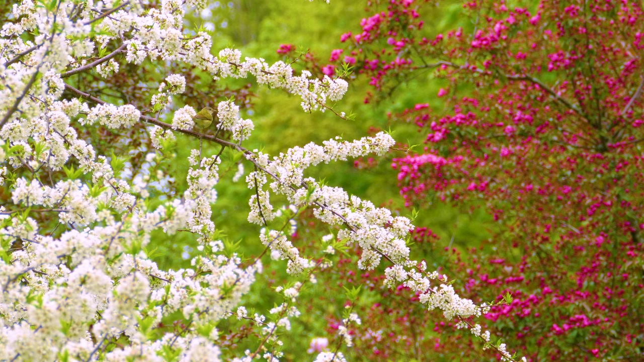 Cape-May Warbler savoring white flowers blooming on branches in the foreground and pink flowers blooming in the background during a beautiful spring day, static shot, Ottawa, Ontario, Canada