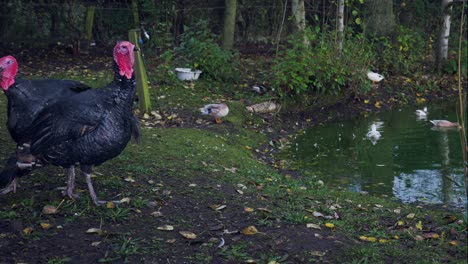 par de pavos de acacia de cuello rojo pavoneándose alrededor del estanque de patos de la granja