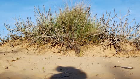 shadow of a mysterious person passes by a clump of grass on the sandy beach blowing in the gentle breeze