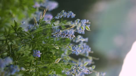 Hermosas-Flores-Silvestres-Que-Florecen-En-El-Prado-En-La-Cuenca-De-Albion,-Alta,-Utah,-Estados-Unidos