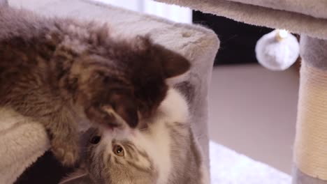 dos divertidos y lindos gatitos jugando entre ellos en el árbol del gato