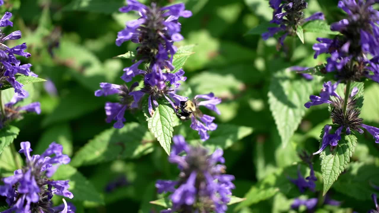 las abejas amarillas y negras se equilibran en las flores de color lavanda chupando para recolectar néctar