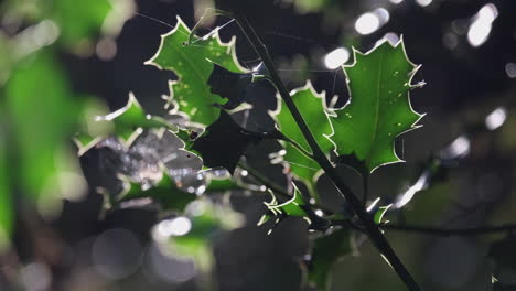 Sunlight-illuminates-rich-green-Holly-leaves-in-woodland-in-the-UK