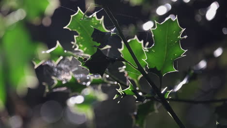 sunlight illuminates rich green holly leaves in woodland in the uk