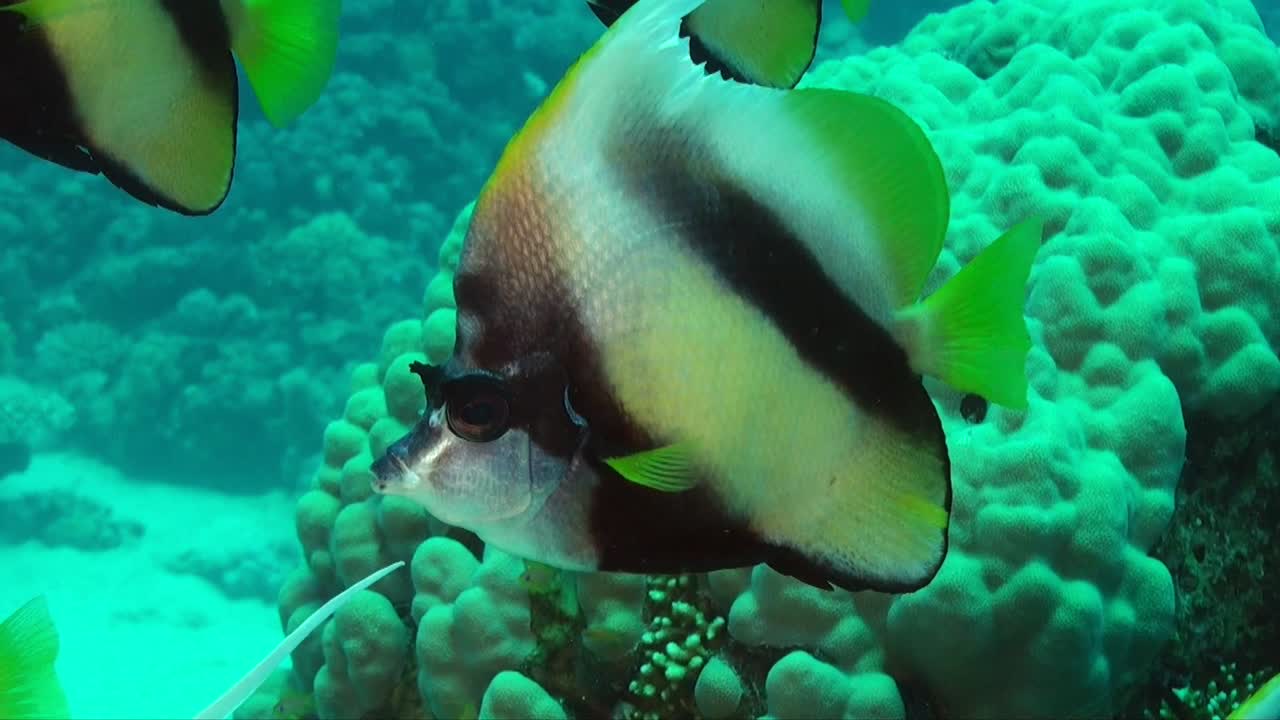 Sommerfuglefisk svømmer tæt på foran kameraet.