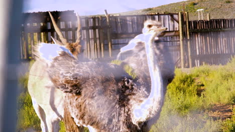 Avestruz-Y-Eland-Meridional-Taurotragus-Oryx-Caminando-Juntos-En-El-Campamento