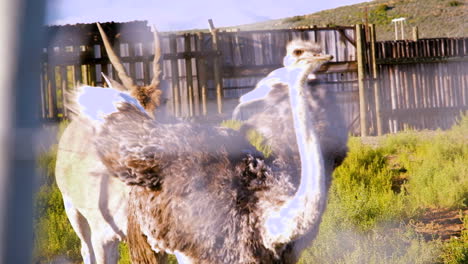 Strauß-Und-Südliches-Elenantilopen-(Taurotragus-Oryx)-Gehen-Gemeinsam-Im-Lager-Spazieren