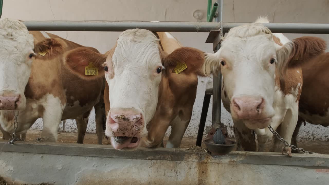 젖소가 건초를 먹고 있는 현대식 농장 외양간