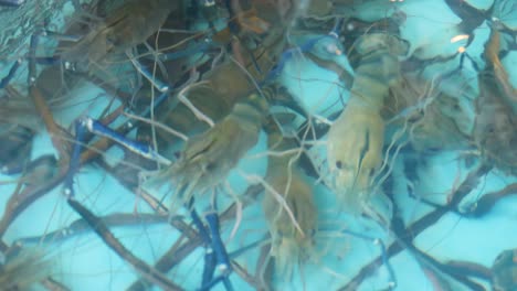 camarones vivos en un tanque del mercado de mariscos