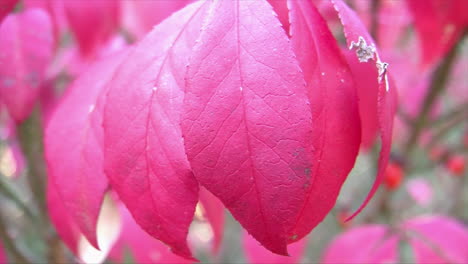 Primer-Plano-De-Las-Hojas-Rojas-Brillantes-De-Una-&quot;zarza-Ardiente&quot;-En-Otoño