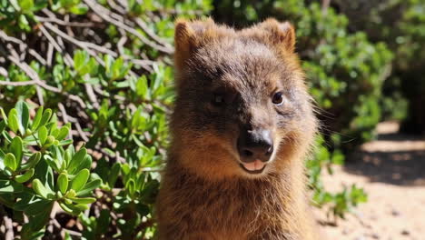 cute joey wallaby