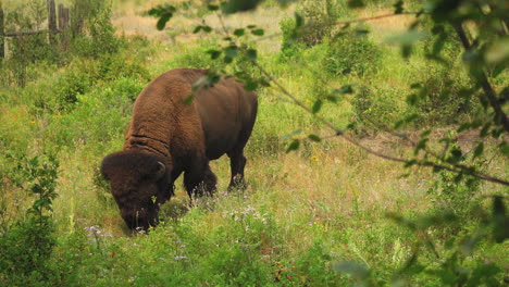 cerca de un gran bisonte americano pastando alegremente en la reserva nacional de bisontes en montana en un día soleado