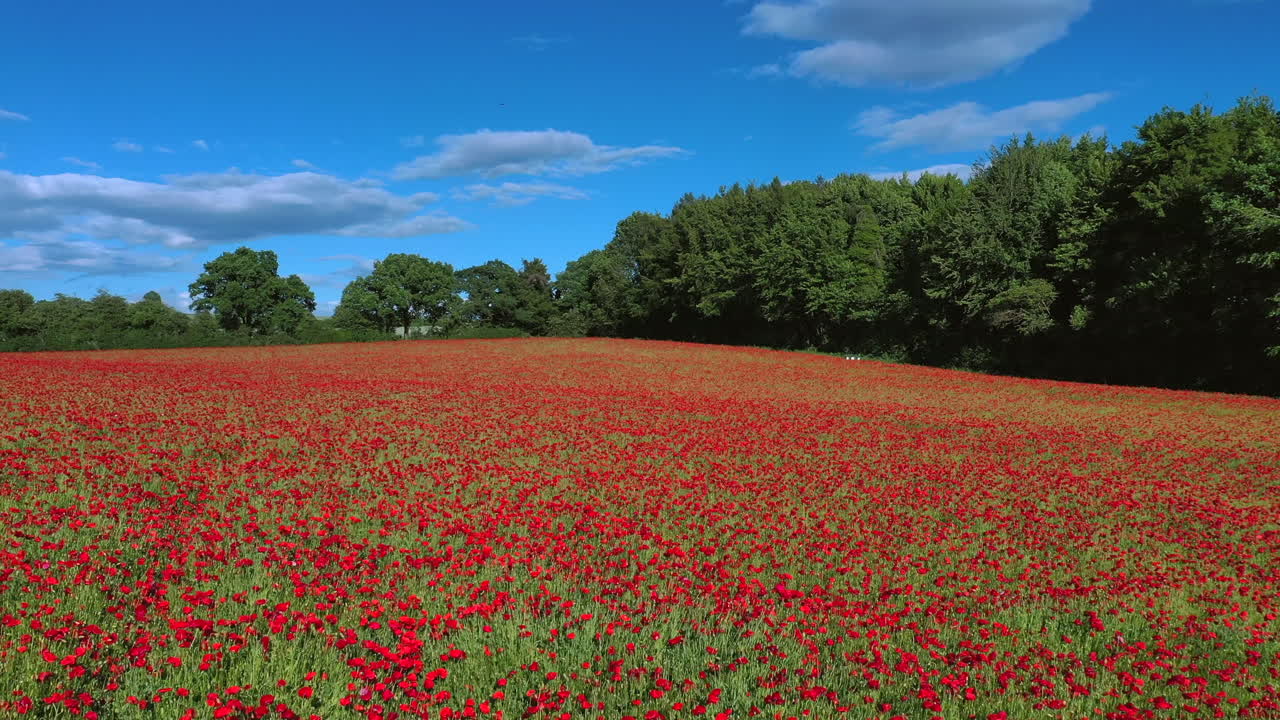 포피 필드 (poppy field) 를 뒤로 날아다니는 항공기 (aerial flying backwards over poppy field country remembrance day)