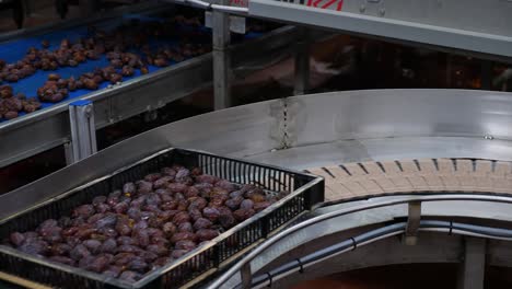 Medjool-dates-factory-automatic-sorting-and-packing-conveyer-belts