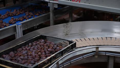 cintas transportadoras de clasificación y embalaje automáticas de fábrica de dátiles medjool