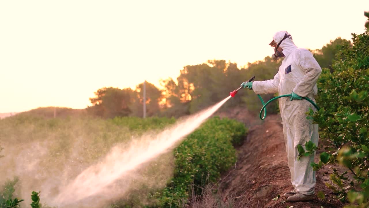 Spray ecological pesticide. Farmer fumigate in protective suit and mask lemon trees. Man spraying toxic pesticides, pesticide, insecticides