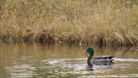 mallard duck swimming in water