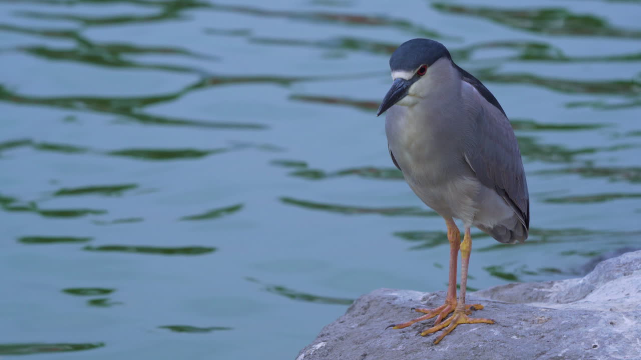 primer plano de una garza coronada negra encaramada sobre una roca al lado de un lago, otra ave acuática nadando cerca