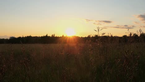 golden sunset field, golden hour countryside meadow