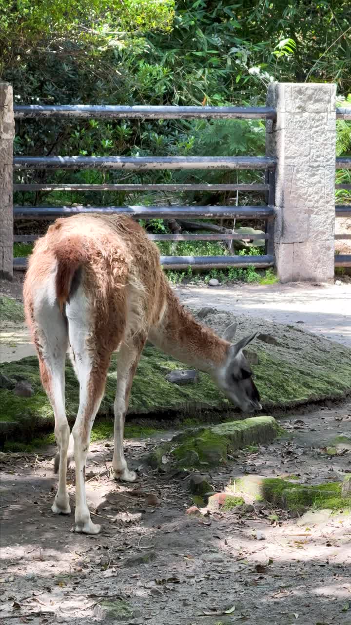 Guanaco grazes on leaves at Chapultepec Zoo in Mexico City's natural setting