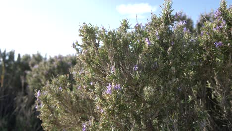 rosemary bush with blue skies in the background